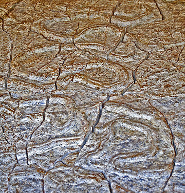 Scolicia strozzii (Savi and Meneghini, 1851), trails made by echinoids about 65-40 million years ago (from Italy) Ichnofossils - Scolicia strozzii.JPG