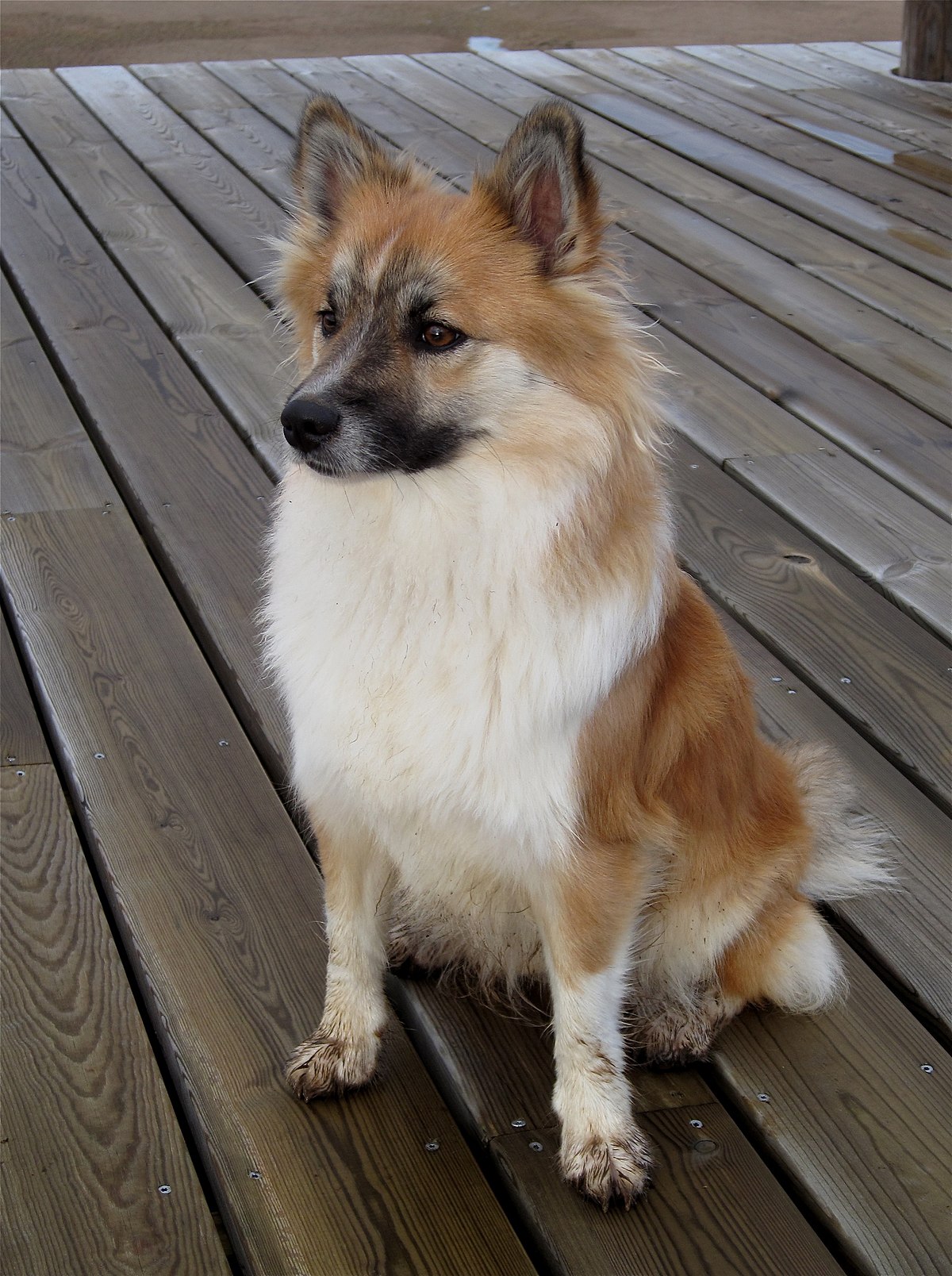 danish sheepdog