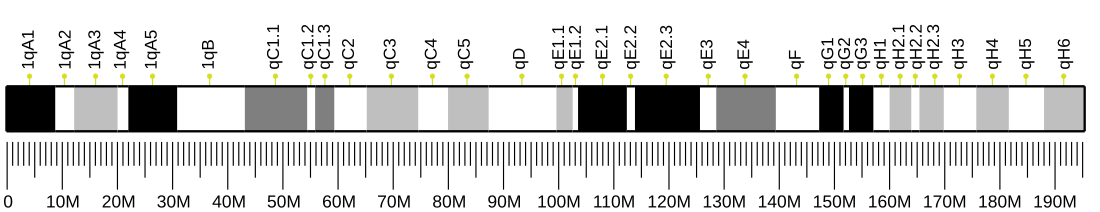 File:Ideogram of house mouse chromosome 1.svg