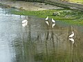 Île-Tudy : l'étang de Kermor 2