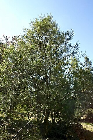 <i>Ilex myrtifolia</i> Species of holly