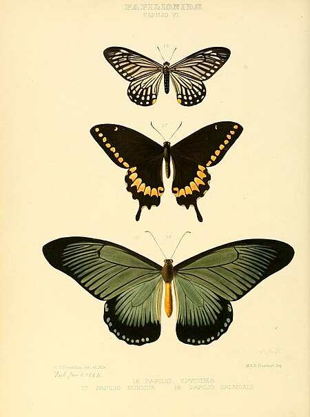 Papilio_zalmoxis