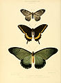 Illustrations of new species of exotic butterflies Papilio VI.jpg