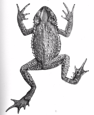 <i>Incilius cristatus</i> Species of amphibian