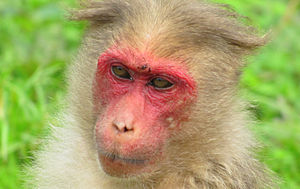 Shot at Baba Budangiriin Karnataka, India