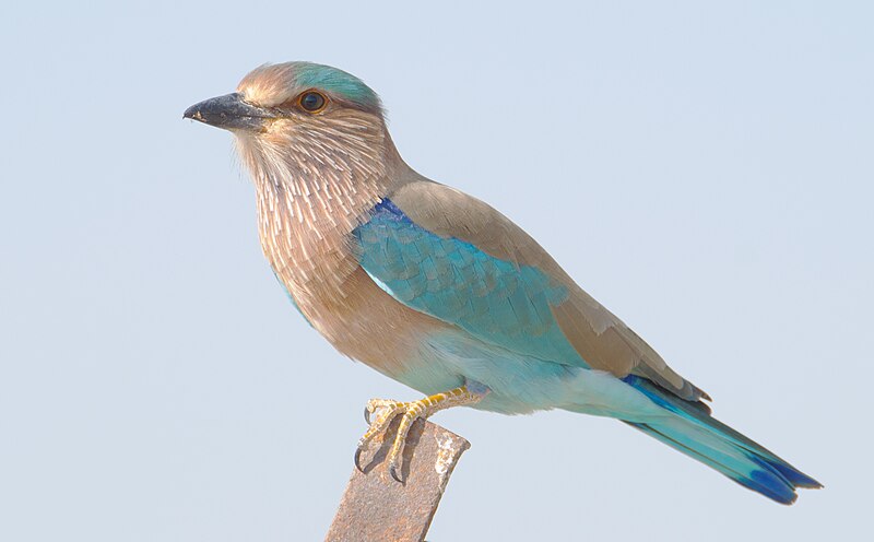 File:Indian Roller (Coracias benghalensis)2.jpg