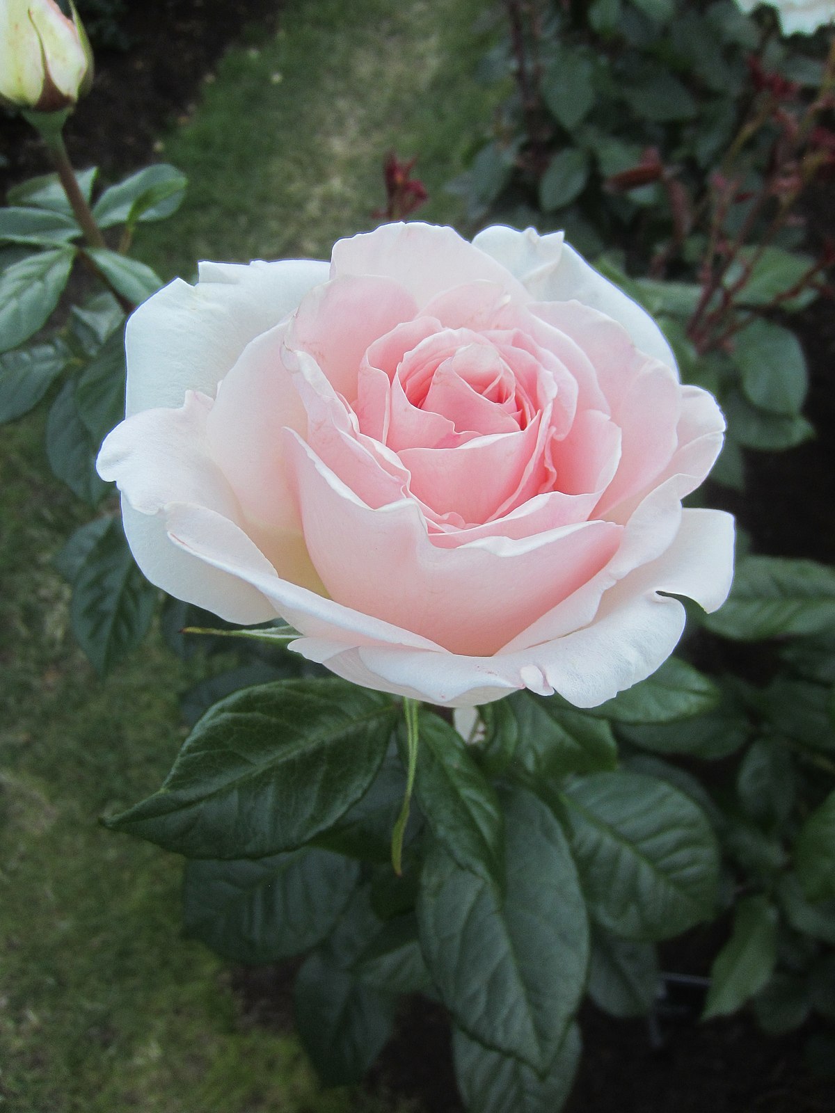 Hybrid tea rose - Wikipedia