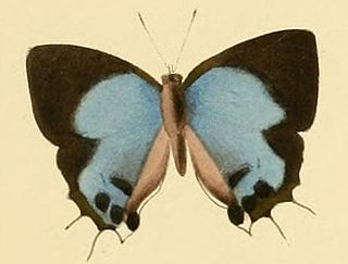 <i>Iolaus laon</i> Species of butterfly