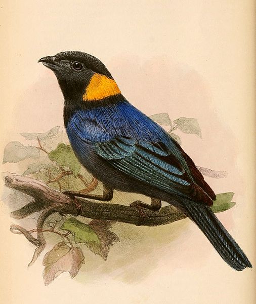 File:Iridosornis reinhardti 1865.jpg