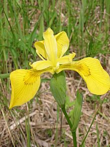 Iris pseudacorus