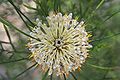 Isopogon dawsoni