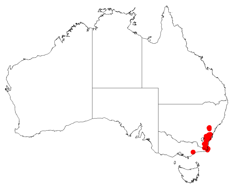 File:Isopogon prostratusDistMap29.png