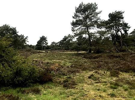 Itterbecker Heide in May