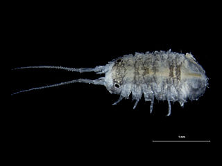 <i>Jaera albifrons</i> Species of crustacean