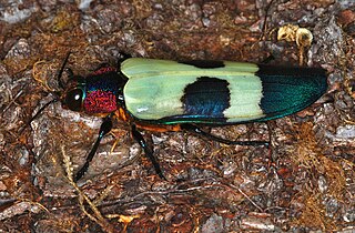 <i>Chrysochroa buqueti</i> Species of beetle