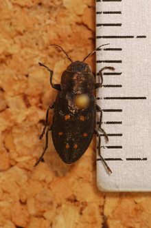 Jewel Beetle (Phaenops drummondi nikolayi) (8288243284) .jpg