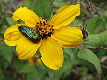 Mücevher Böceği - Flickr - treegrow.jpg