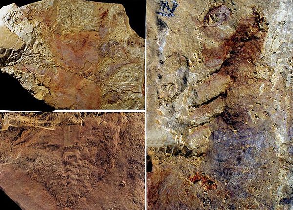 Fossil of Jianshanopodia decora, showing head region (upper left) compose of robust frontal appendage (right) and pharynx with rows of teeth (bottom l