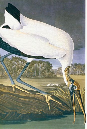 John James Audubon - American Stork - WGA01059