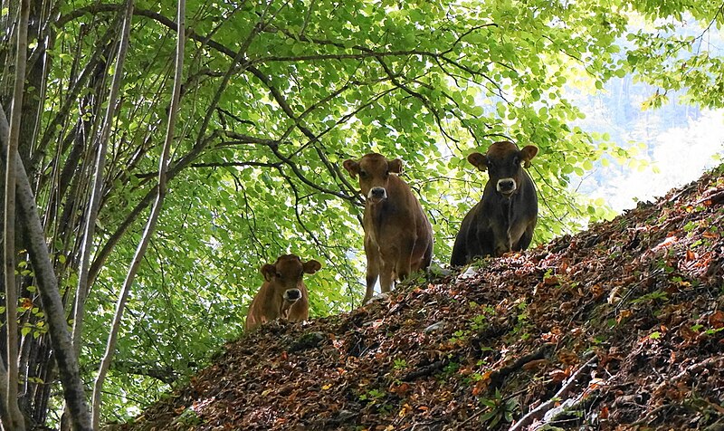 File:Kühe entlang des "Pot miru", dem Friedensweg im Soča Tal bei Tolmin, Slowenien.jpg