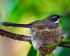 Philippine Pied Fantail. Photograph: Kirkamon (CC BY-SA 4.0)