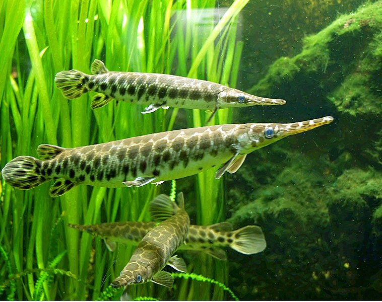 קובץ:Kaimanfische (Lepisosteus).jpg