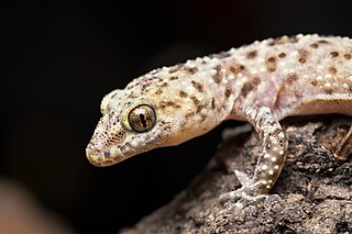 <span class="mw-page-title-main">Mediterranean house gecko</span> Species of reptile