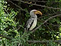 Kruger Hornbill.JPG