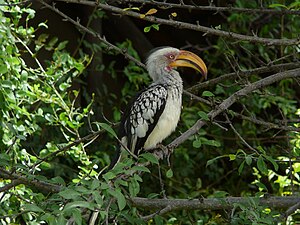 Parc National Kruger: Historique, Plantes, Oiseaux