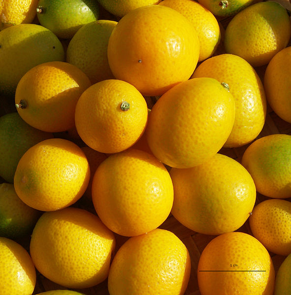 File:Kumquats FR 2013.jpg