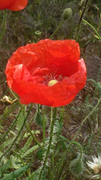 File:LADY IN RED.jpg