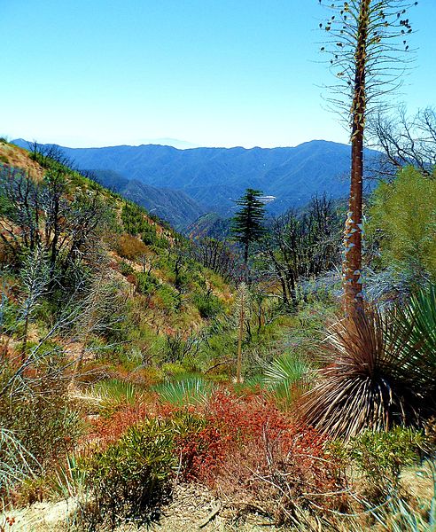 Various mountain plant life with the Chaparral yucca at right.