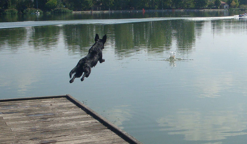 File:Labrador-Hund Elvis Wassersprung1 DSC00215.jpg