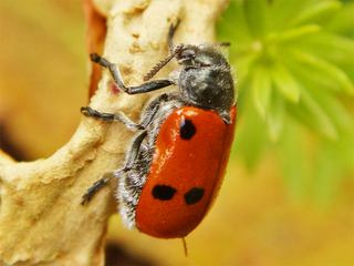 <i>Lachnaia paradoxa</i> Species of beetle