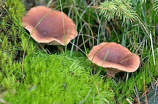 Candy cap Species of fungus