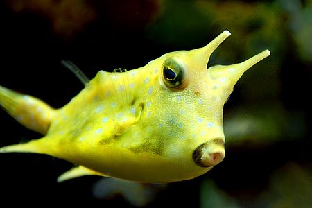 Longhorn cowfish (Lactoria cornuta) taken in an aquarium in the Natural History Museum of Vienna