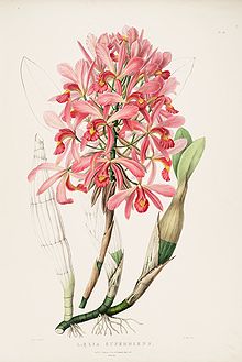 Laelia superbiens, a sympodial orchid. Laelia superbiens RHS.jpeg