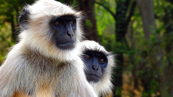 Image: Langur Monkey