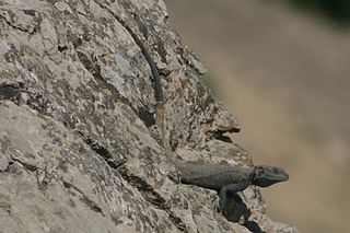 <i>Laudakia nupta</i> Species of reptile