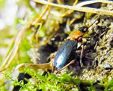 Lebia chlorocephala natur.JPG