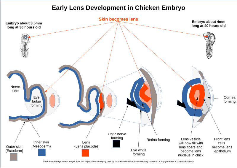 File:Lens embryogenisis.svg