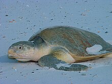 A green turtle with a white underside and beak