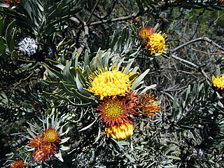 <i>Leucospermum parile</i> The Malmesbury pincushion is a shrub in the family Proteaceae from the Western Cape of South Africa