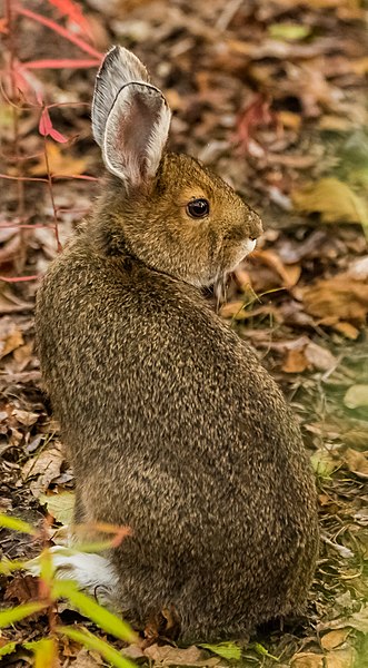 File:Liebre americana (Lepus americanus), Refugio Nacional de Vida Silvestre Tetlin, Alaska, Estados Unidos, 2017-08-24, DD 70.jpg