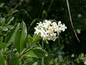 Ligustrum vulgare flowers.JPG