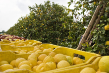 La raccolta del limone siracusano IGP, il cui sito rappresenta, per questo agrume, il maggiore per estensione in Italia