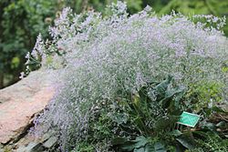 Limonium platyphyllum 001 GotBot 2016. jpg