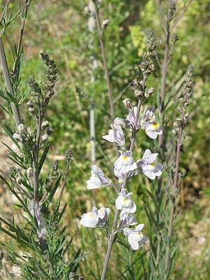 Linaria repens001.jpg