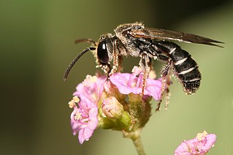 花粉が身に付いたコンボウハナバチ属の1種