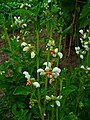 Loasa vulcanica, red Cornales